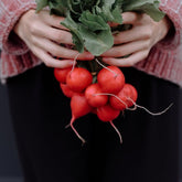 Hectarul - Seminte Ridichi IRENE F1 Rijk Zwaan 50 g